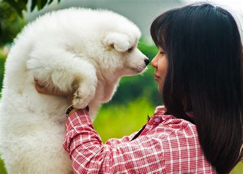 10 Best Companion Dog Breeds