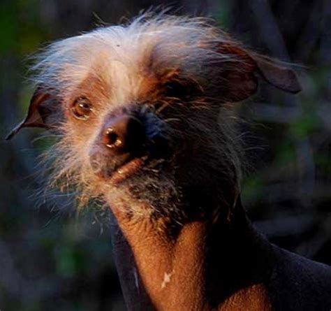 Meet the 'World's Ugliest Dog' Photos | Image #3 - ABC News