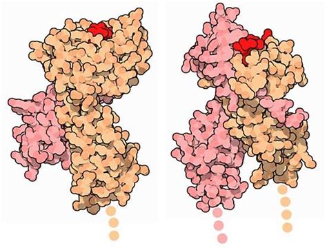 Major histocompatibility complex | genetics | Britannica.com