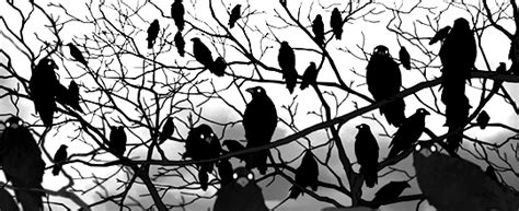 Songs of Eretz Poetry Review: "A Murder of Crows" by Aparna Sanyal ...