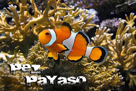 Acuario per Tutti: pez payaso... Nemo!