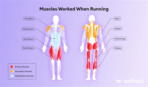 Does Running Build Leg Muscle? - Welltech