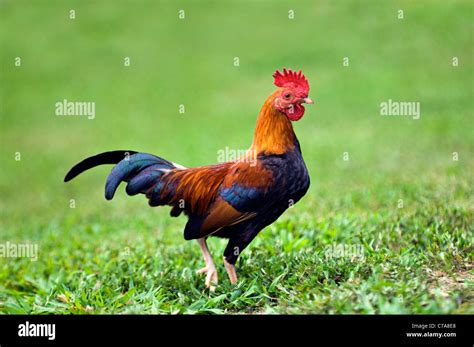 Bantam Rooster Stock Photo - Alamy