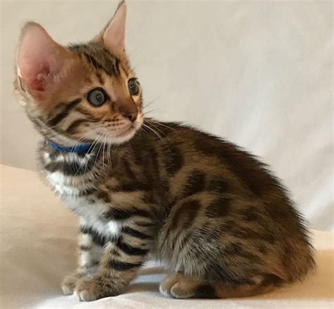 Bengal Cats For Sale | Mount Clemens, MI #242677 | Petzlover