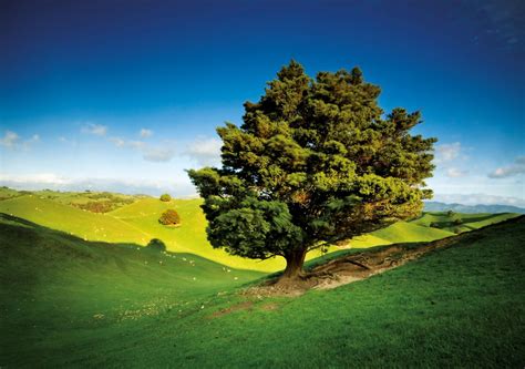 Growing giants | New Zealand Geographic