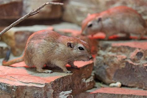 The Fat sand rat is waiting for you at Zoo Leipzig!