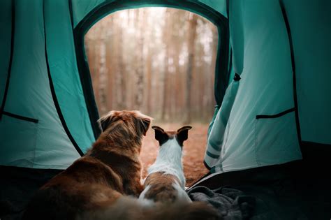 Leaving Dog In Tent While Camping: The Do's & Don'ts CAMPR CLICK