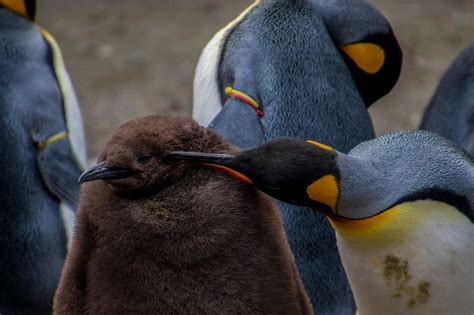 Do Penguins Have Feathers, Fur, Or Scales? Explained