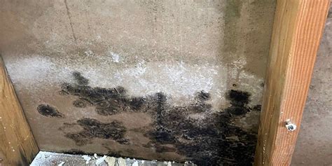 How to Prevent Mold After Water Damage: 8 Effective Tips