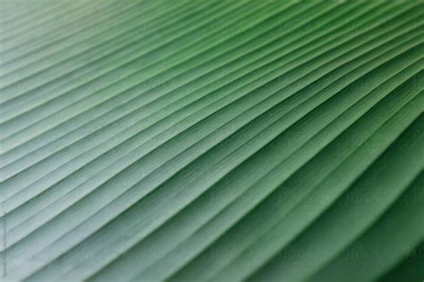 "Beautiful Green Leaf Texture" by Stocksy Contributor "Nemanja Glumac" - Stocksy