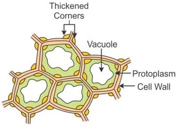 Labeled diagram of Collenchyma. - Sarthaks eConnect | Largest Online Education Community