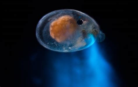 Bioluminescence Is Nature’s Love Light - Public Magazine