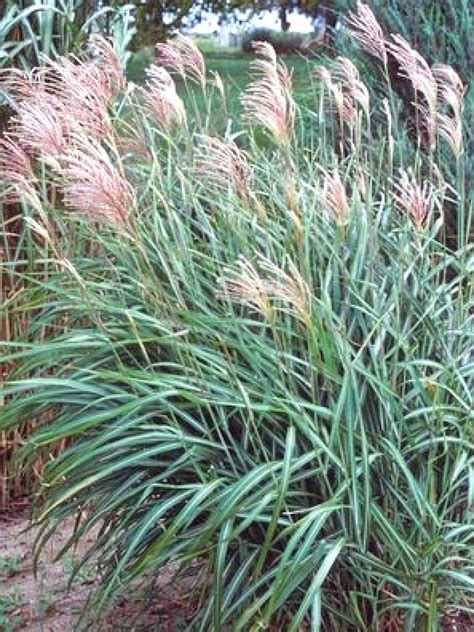 Types of Ornamental Grasses | HGTV