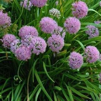 Allium 'Summer Beauty' – Secret Garden Growers