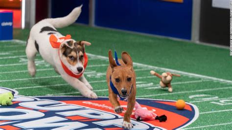 Puppy Bowl 2022: Team Fluff wins against Team Ruff - CNN