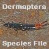 Dermaptera Species File