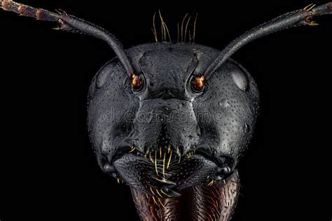 Full Frontal Portrait of an Ant Stock Photo - Image of black, formica: 91831744