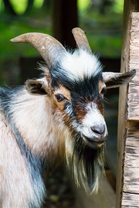 Nigerian Dwarf Buck | Nigerian dwarf goats, Goats, Nigerian dwarf