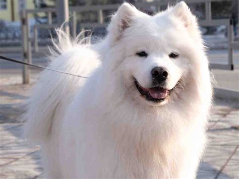 150 Hilarious American Eskimo Dog Names To Match Your Fluffy Paw-tner ...