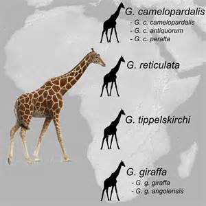 Multi-locus Analyses Reveal Four Giraffe Species Instead of One ...