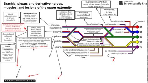 Brachial plexus and derivative nerves, muscles, and lesions of the ...