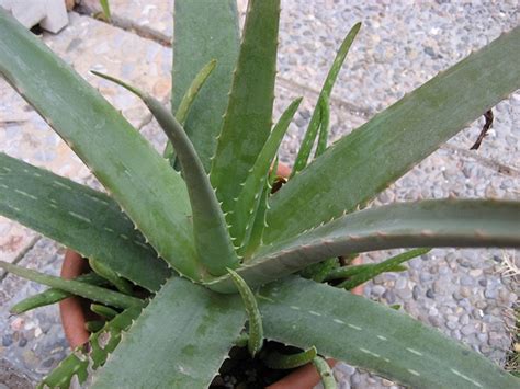 Aloe vera (Aloe, Aloe Vera, Barbados Aloe, Medicinal Aloe, Medicine ...