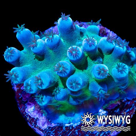 Oregon Tort Acropora - Tidal Gardens