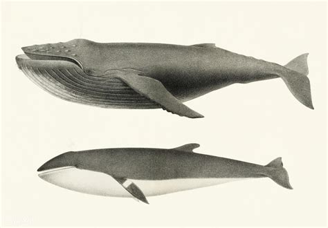 Minke whale (Balaenoptera acutorostrata)