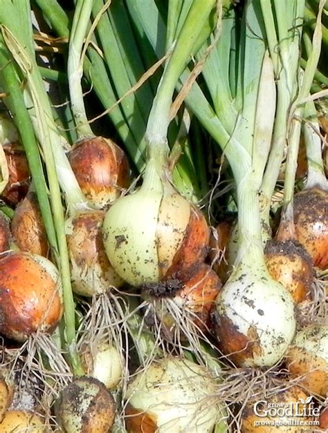 Harvesting, Curing, and Storing Onions