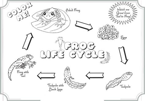 Learn Science Through Frog Life Cycle Coloring Pages - Coloring Pages