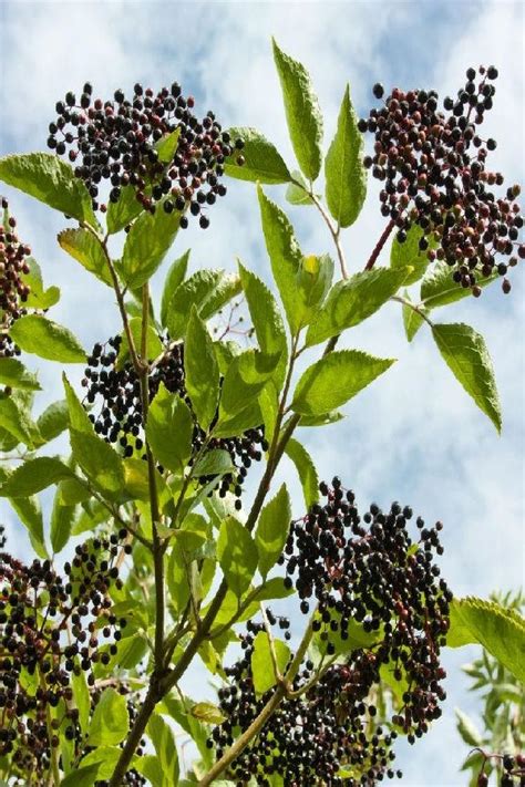 Elderberry Bush Varieties: Different Types Of Elderberry Plants | Elderberry plant, Berry plants ...