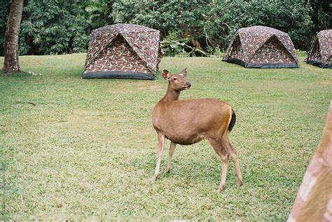 "Sambar Deer" by Stocksy Contributor "Chalit Saphaphak" - Stocksy