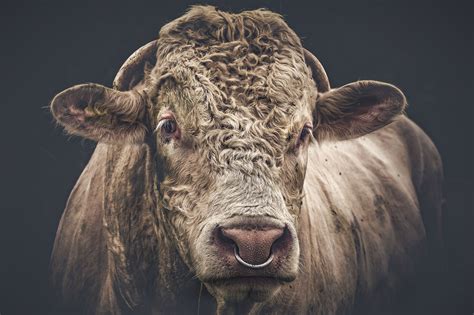 Bos taurus - Portrait of a friendly bull. | Animals, Taurus, Pets