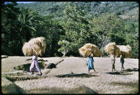 Online collection captures Sri Lankan village life | Sri Lanka Foundation