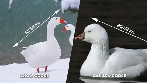 Identification Keys and Tips: Snow Goose Vs Ross Goose - The Worlds ...