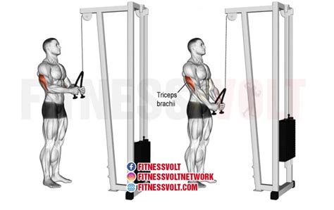 Tricep Rope Pushdown (Triceps) – Fitness Volt