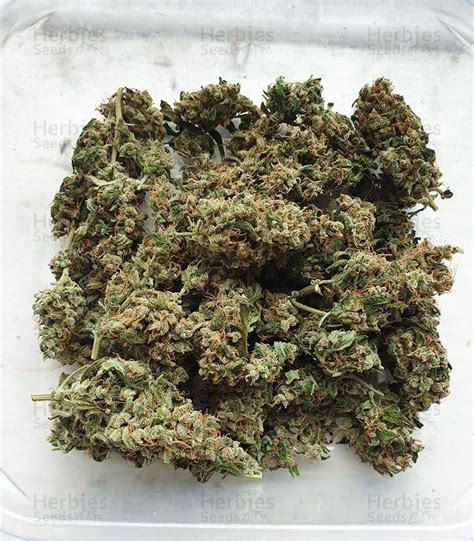 Bubble Bud feminized seeds for sale - Herbies