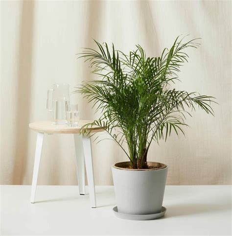 10 Best Indoor Palm Trees to Grow at Home - Petal Republic