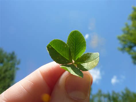 Four-Leaf Clover Free Stock Photo - Public Domain Pictures