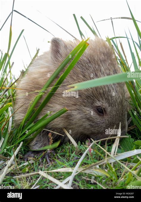 Wombat grazing in the grass Stock Photo - Alamy