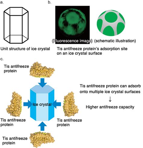 How a Fungi-derived Antifreeze Protein Works: Elucidation of Molecular Structure and Antifreeze ...