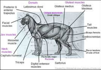 Cheetah - The Muscular System Evolution and Development