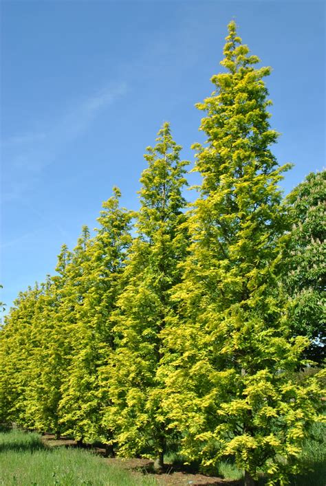 Metasequoia glyptostroboides GOLDRUSH ('Ogon') | Metasequoia ...