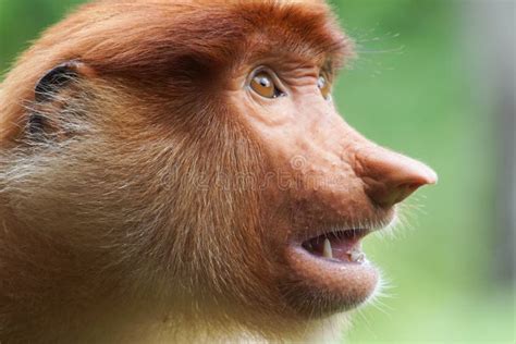 Portrait of Female Proboscis Monkey Nasalis Larvatus Stock Image - Image of malaysia, endemic ...