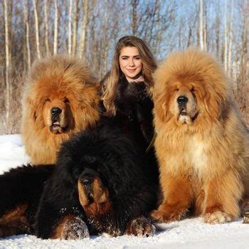 14 Signs You are a Crazy Tibetan Mastiff Person - The Dogman