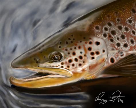 Brown trout drawing I just completed. : r/troutfishing