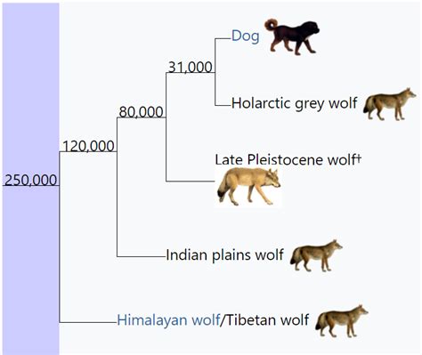 Megafaunal Wolf | Encyclopedia MDPI