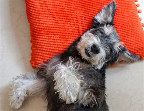 5 Best Dog Clippers For Schnauzers - Schnauzer Guide