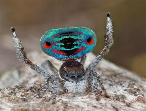 21 best images about Peacock Spiders on Pinterest | The amazing, Peacocks and Australia