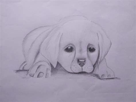 Pencil Drawings Of Dogs